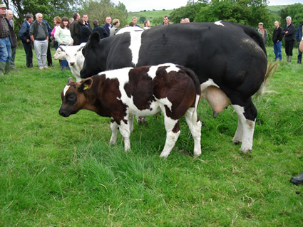 Pendle Robinea and her calf Pendle Flintstone